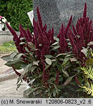 Amaranthus cruentus (szarłat wyniosły)