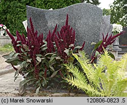 Amaranthus cruentus (szarłat wyniosły)