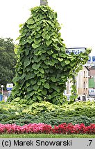 Aristolochia macrophylla (kokornak wielkolistny)