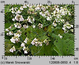 Saponaria officinalis (mydlnica lekarska)