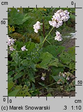 Saponaria officinalis (mydlnica lekarska)