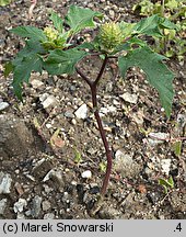 Datura stramonium (bieluń dziędzierzawa)