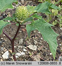 Datura stramonium (bieluń dziędzierzawa)