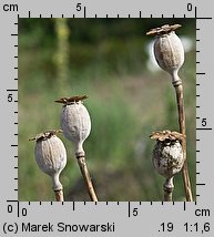 Papaver somniferum (mak lekarski)