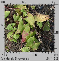 Fallopia convolvulus (rdestówka powojowata)