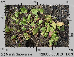 Fallopia convolvulus (rdestówka powojowata)