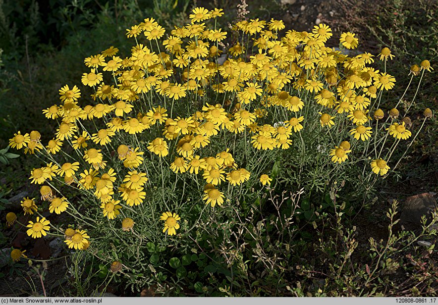 Anthemis tinctoria (rumian żółty)