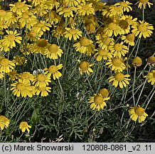 Anthemis tinctoria (rumian żółty)