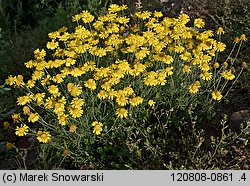 Anthemis tinctoria (rumian żółty)