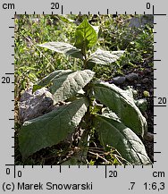 Verbascum densiflorum (dziewanna wielkokwiatowa)