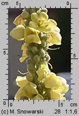 Verbascum densiflorum (dziewanna wielkokwiatowa)