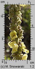 Verbascum densiflorum (dziewanna wielkokwiatowa)