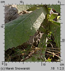 Verbascum densiflorum (dziewanna wielkokwiatowa)