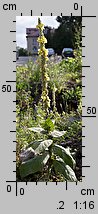 Verbascum densiflorum (dziewanna wielkokwiatowa)