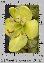 Verbascum densiflorum (dziewanna wielkokwiatowa)