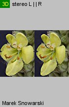 Verbascum densiflorum (dziewanna wielkokwiatowa)