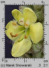 Verbascum densiflorum (dziewanna wielkokwiatowa)