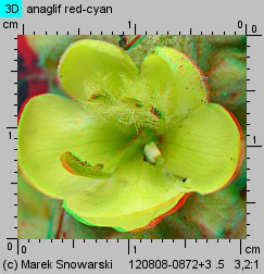 Verbascum densiflorum (dziewanna wielkokwiatowa)