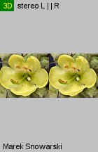 Verbascum densiflorum (dziewanna wielkokwiatowa)