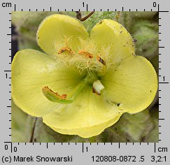 Verbascum densiflorum (dziewanna wielkokwiatowa)