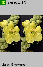 Verbascum densiflorum (dziewanna wielkokwiatowa)