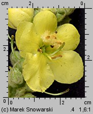 Verbascum densiflorum (dziewanna wielkokwiatowa)