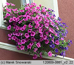 Petunia ×atkinsiana (petunia ogrodowa)