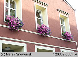 Petunia ×atkinsiana (petunia ogrodowa)