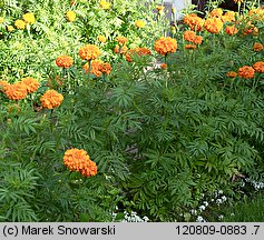 Tagetes erecta (aksamitka wzniesiona)