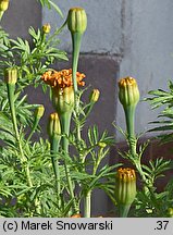 Tagetes erecta (aksamitka wzniesiona)