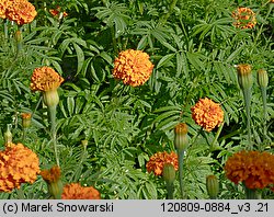 Tagetes erecta (aksamitka wzniesiona)