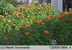 Tagetes erecta (aksamitka wzniesiona)