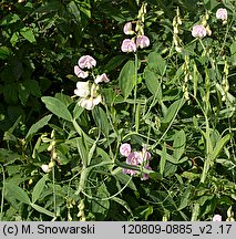 Lathyrus latifolius (groszek szerokolistny)