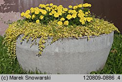 Tagetes patula (aksamitka rozpierzchła)