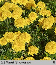 Tagetes patula (aksamitka rozpierzchła)