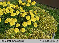 Tagetes patula (aksamitka rozpierzchła)