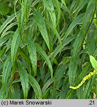 Solidago canadensis (nawłoć kanadyjska)