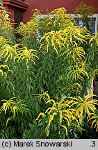 Solidago canadensis (nawłoć kanadyjska)