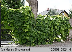 Aristolochia macrophylla (kokornak wielkolistny)