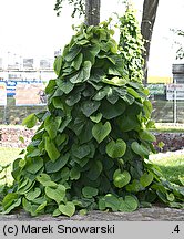 Aristolochia macrophylla (kokornak wielkolistny)