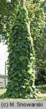 Aristolochia macrophylla (kokornak wielkolistny)