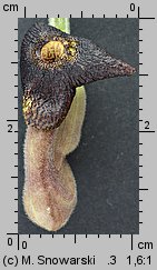 Aristolochia macrophylla (kokornak wielkolistny)