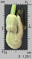 Aristolochia macrophylla (kokornak wielkolistny)