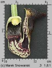 Aristolochia macrophylla (kokornak wielkolistny)