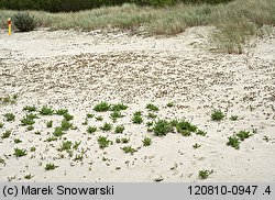 Lactuca tatarica (sałata tatarska)