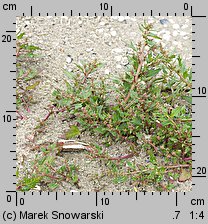 Chenopodium rubrum (komosa czerwonawa)