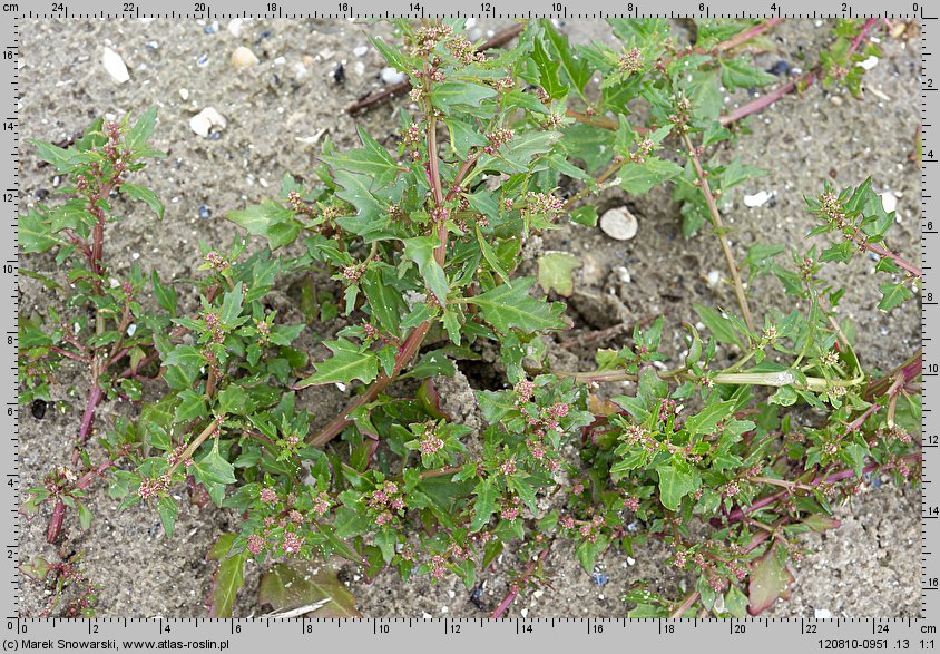 Chenopodium rubrum (komosa czerwonawa)