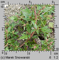 Chenopodium rubrum (komosa czerwonawa)