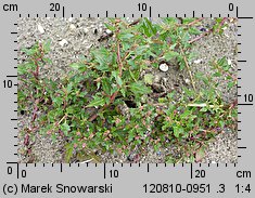 Chenopodium rubrum (komosa czerwonawa)