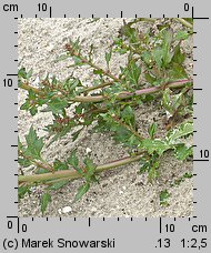 Chenopodium rubrum (komosa czerwonawa)